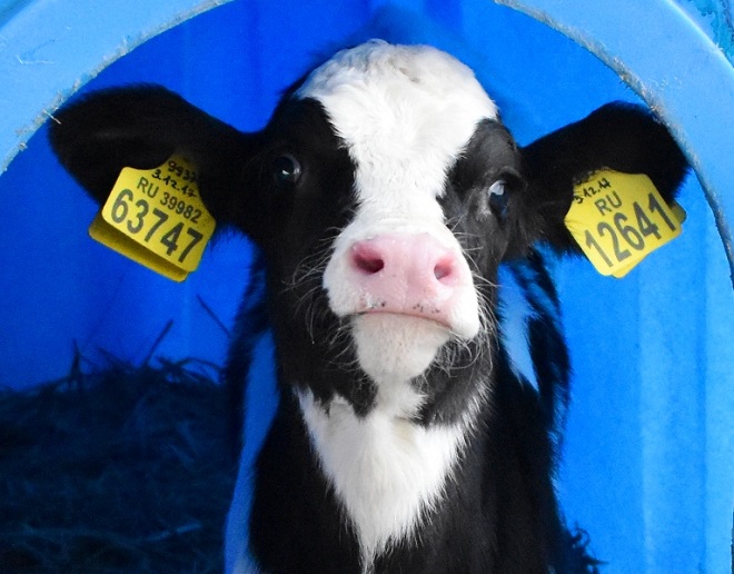 THE THREE THOUSANDTH CALF BORN AT THE NEZHINSKAYA DAIRY