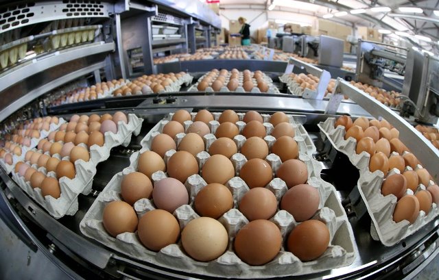 GURIEVSKAYA POULTRY FACTORY PRODUCED 180 MILLION EGGS IN 2017