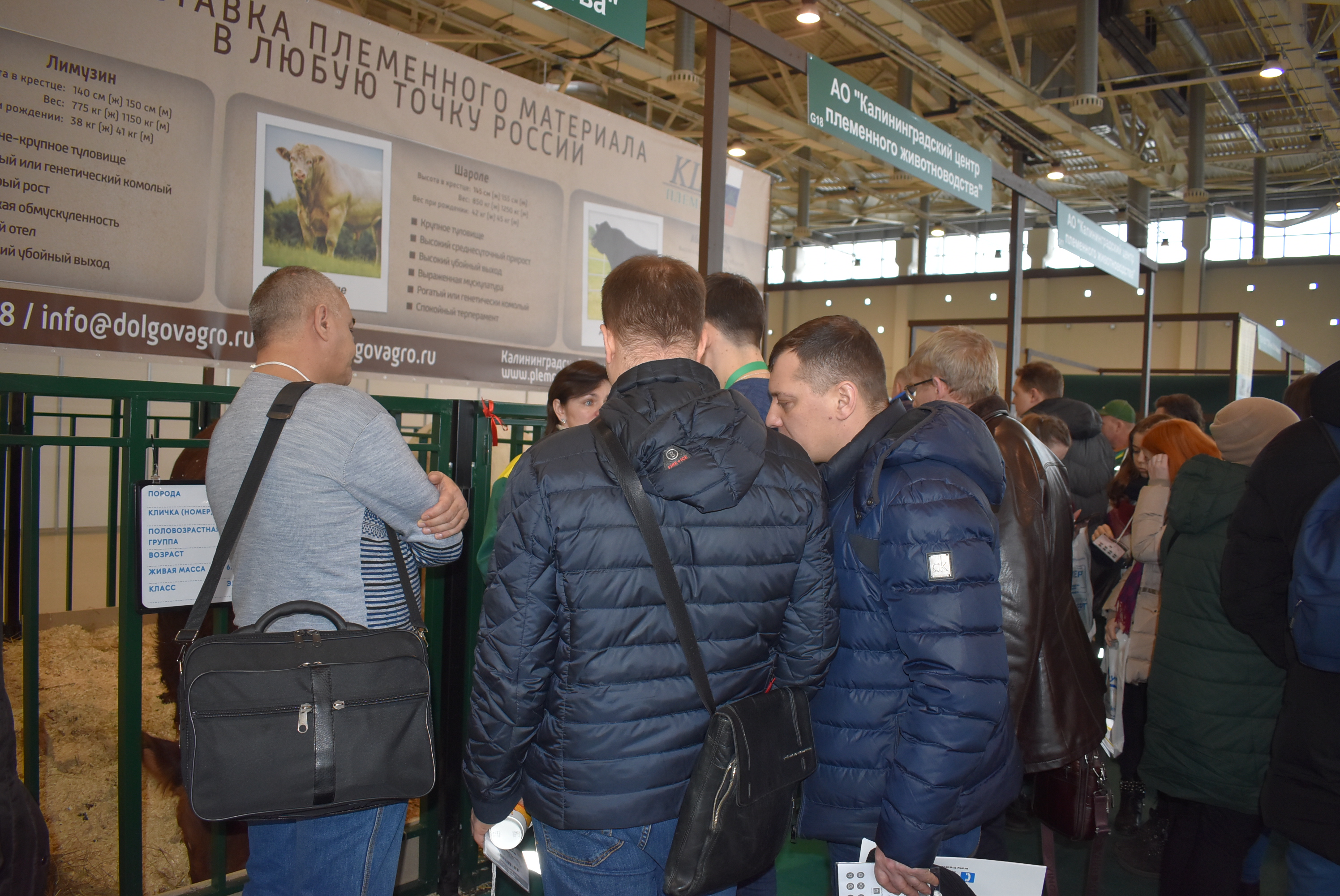 На международную выставку прибыли племенные животные холдинга